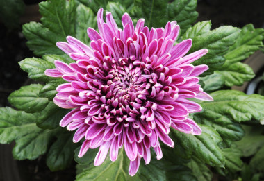 秋季菊花的模式圖片