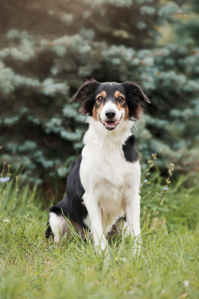 可爱的边境牧羊犬图片 可爱的边境牧羊犬图片