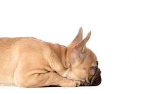 在白色背景前的法国斗牛犬照片
