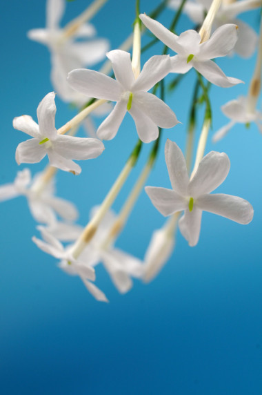 白色茉莉花圖片