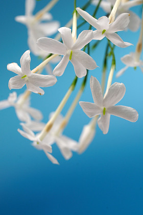 白色茉莉花图片