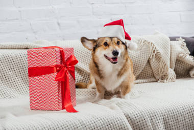 彭布羅克威爾士科爾吉在圣誕老人的帽子與圣誕節(jié)禮物在沙發(fā)上