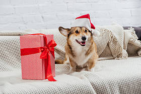 彭布罗克威尔士科尔吉在圣诞老人的帽子与圣诞节礼物在沙发上