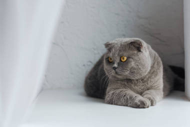 可愛的蘇格蘭折疊貓?zhí)稍诎咨涂粗?>
                        </a>
                        <div   id=