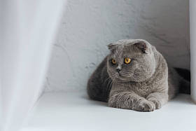 可爱的苏格兰折叠猫躺在白色和看着了