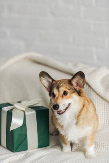 可愛的科吉狗與禮品盒站在沙發(fā)上