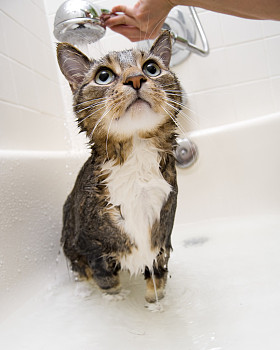 猫在洗澡