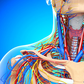 前面喉咙循环系统隔绝半的视图