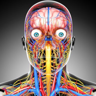 头部循环系统孤立的侧视图图片