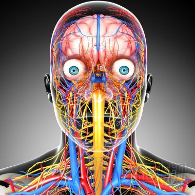 頭部循環(huán)系統(tǒng)孤立的側(cè)視圖圖片