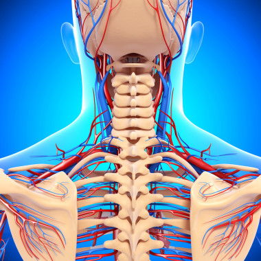 回觀的循環(huán)系統(tǒng)回隔離