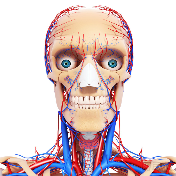 緊張的頭喉嚨、 牙齒和循環(huán)系統(tǒng)