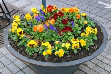 秋風(fēng)柔和的紅色、黃色和藍(lán)色的花朵生長在古老的金屬現(xiàn)代鋼街花盆里。多云11月日城市射擊