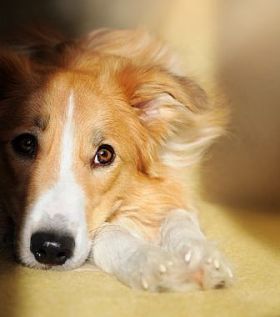 做梦的可爱的狗边境牧羊犬图片