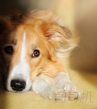 做夢(mèng)的可愛(ài)的狗邊境牧羊犬圖片