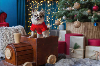 奇瓦瓦狗靠近克里斯特斯树, 礼物和灯光在酒店或家庭客厅与装饰壁炉。内饰与潘通2019年趋于颜色英勇罂粟和星云蓝