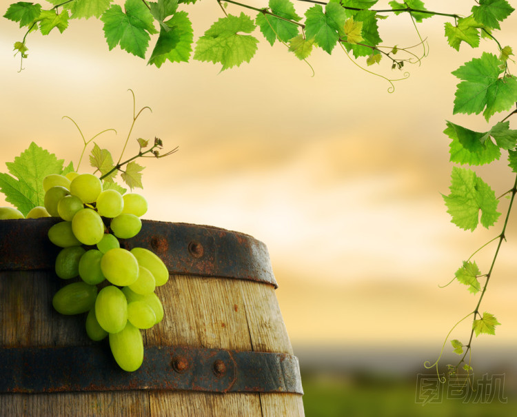 葡萄酒桶、 葡萄和葡萄圖片