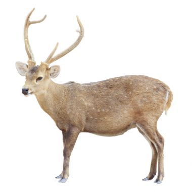 在白色背景上孤立的年轻雄性鹿