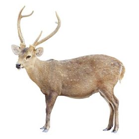 在白色背景上孤立的年轻雄性鹿