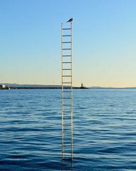 在海的一架梯子上只鸟