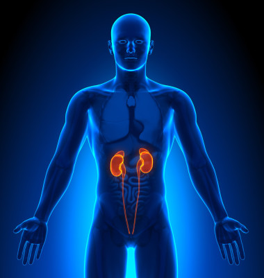 医学影像-男性器官-肾脏图片