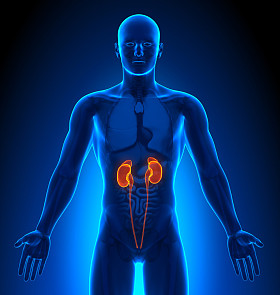 医学影像-男性器官-肾脏图片