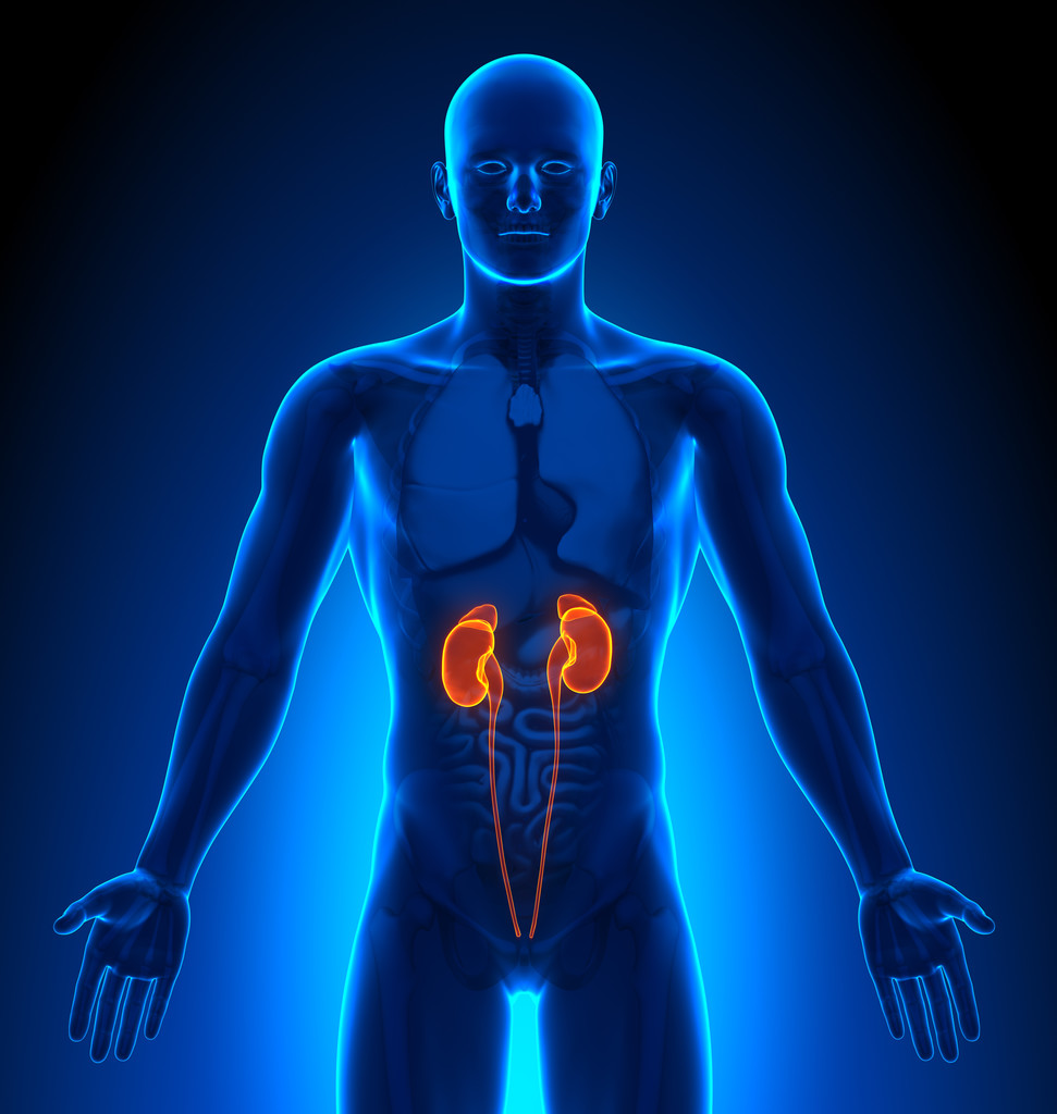 医学影像-男性器官-肾脏图片 医学影像-男性器官-肾脏图片