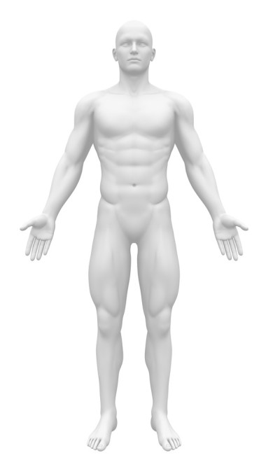 空白解剖圖-前視圖