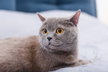在床上美麗的灰色英國短貓?zhí)貙戠R頭視圖  