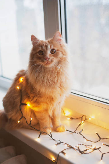 包裹在花環(huán)姜貓坐在窗對著用花環(huán)包裹