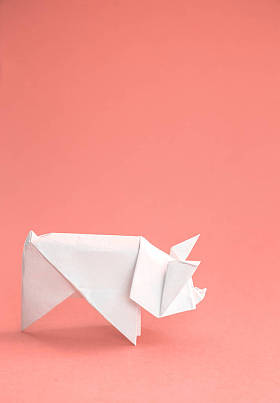 中国十二生肖星座猪年, 白纸切猪, 新年快乐2019年。2019年活珊瑚的颜色