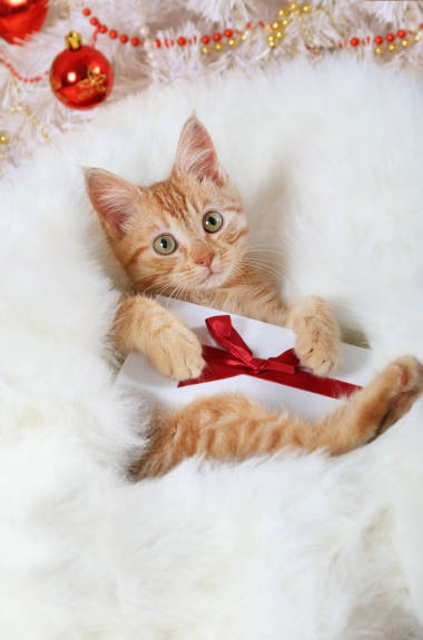 可爱的红头发小猫躺在圣诞树下的白色皮毛上, 并在它的爪子里拿着一份礼物
