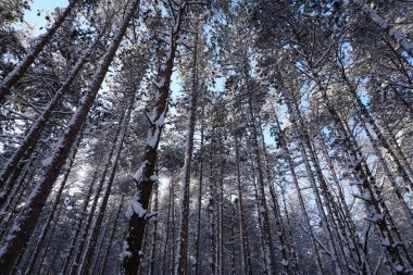 抬頭看著松樹和被雪覆蓋的森林地板, 太陽在樹上閃