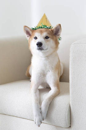 新年，中国新年，狗年，石坝