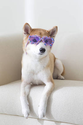 新年，中国新年，狗年，石坝