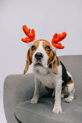 可爱的猎狗穿着驯鹿鹿角隔离在灰色