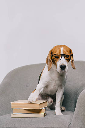 可爱的猎狗眼镜坐在扶手椅上, 在灰色的书籍隔离
