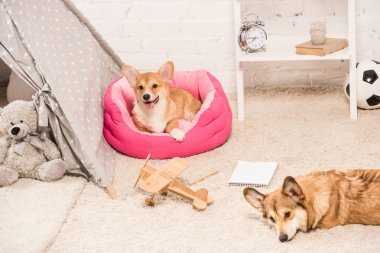 可愛的威爾士科吉狗休息在柔軟的寵物屋和蓬松的地毯在家里