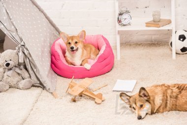 可愛的威爾士科吉狗休息在柔軟的寵物屋和蓬松的地毯在家里