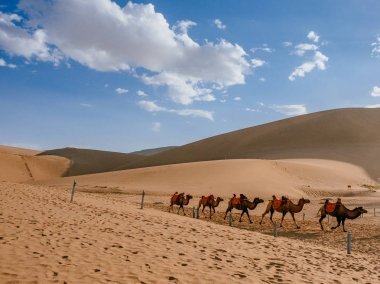 在甘肃敦煌明沙山的沙丘和沙漠中旅行的骆