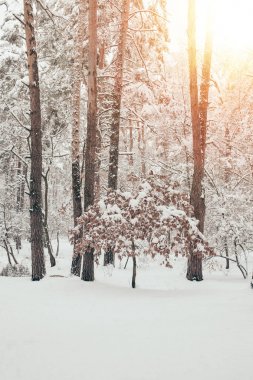 美丽的雪冬林与阳光的风景