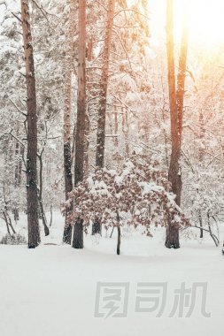 美麗的雪冬林與陽光的風(fēng)景
