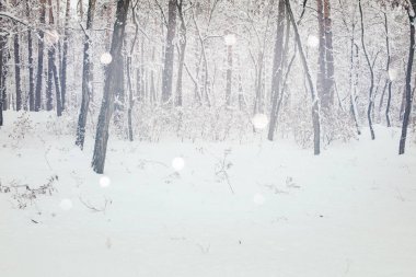 冬林和模糊的雪花落雪的风景图片