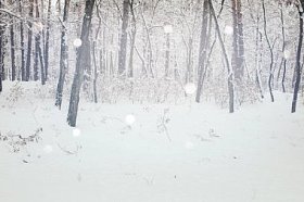 冬林和模糊的雪花落雪的风景图片