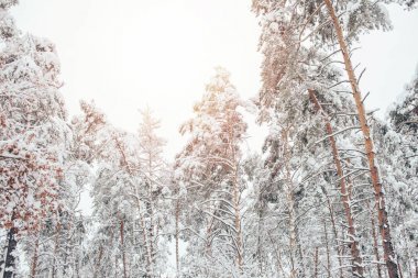 雪的冬季森林和陽光的低角度視圖