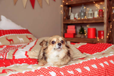 奇瓦瓦狗躺在床上。寵物休息圖片