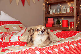 奇瓦瓦狗躺在床上。宠物休息图片