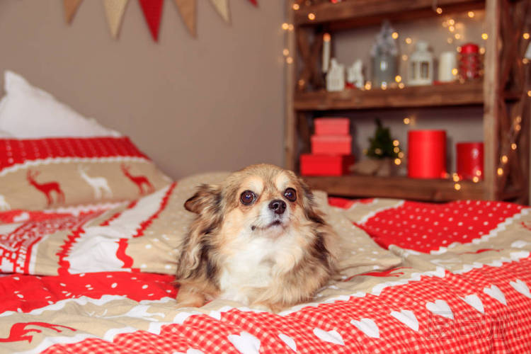 奇瓦瓦狗躺在床上。寵物休息圖片