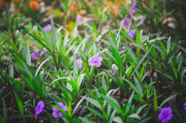 绿色的树叶，对蓝蓝的天空图片