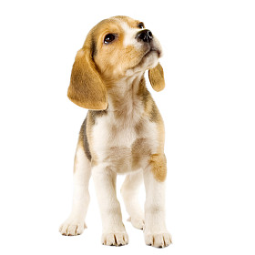 小狗比格犬